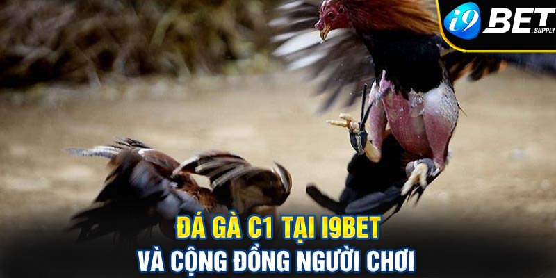 Đá gà c1 tại i9bet và cộng đồng người chơi